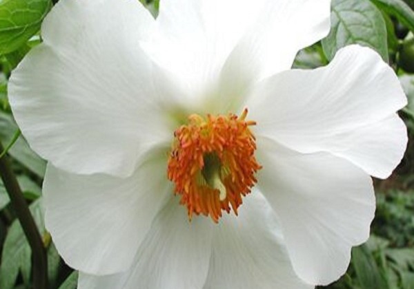 Paeonia hybride Early Windflower 2/3