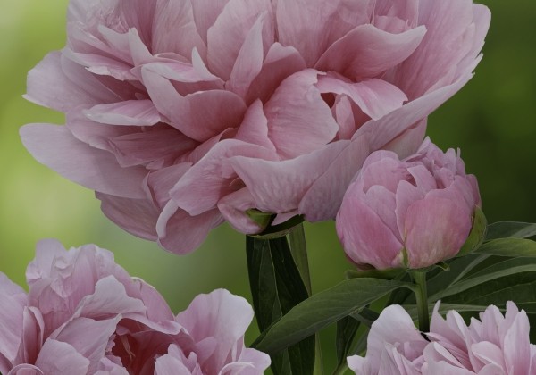 Paeonia lactiflora Early Flamingo 3/5