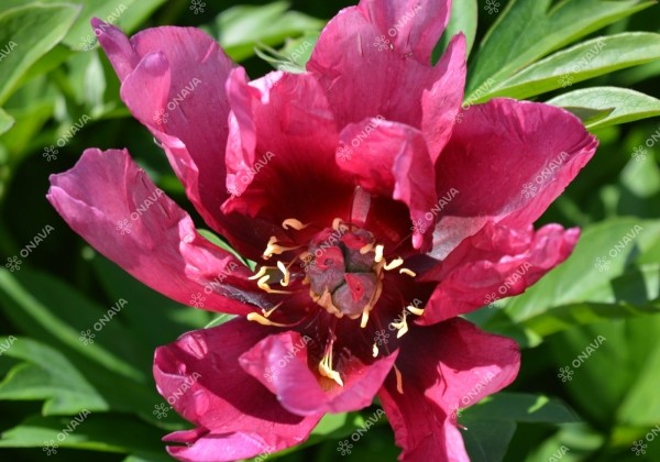Paeonia intersectional Pink Ardour 3/5