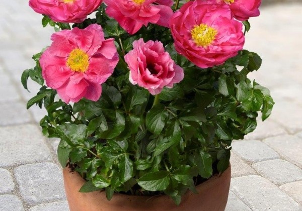 Paeonia (podu) Patio Peony Athens 3/5