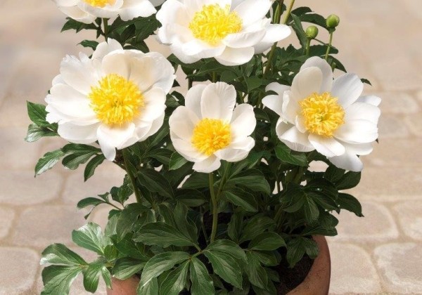 Paeonia (podu) Patio Peony Dublin 2/3