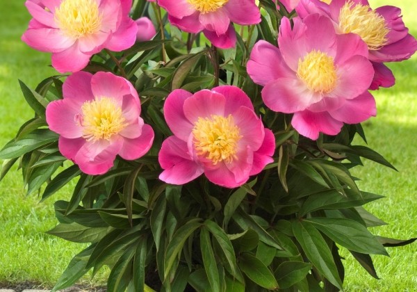 Paeonia (podu) Patio Peony Kiev 2/3