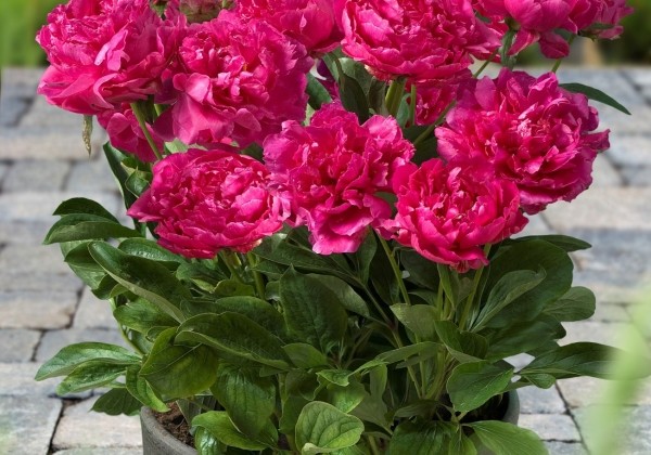Paeonia (podu) Patio Peony London 2/3