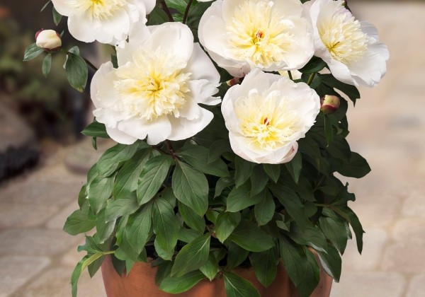Paeonia (podu) Patio Peony Madrid 3/5