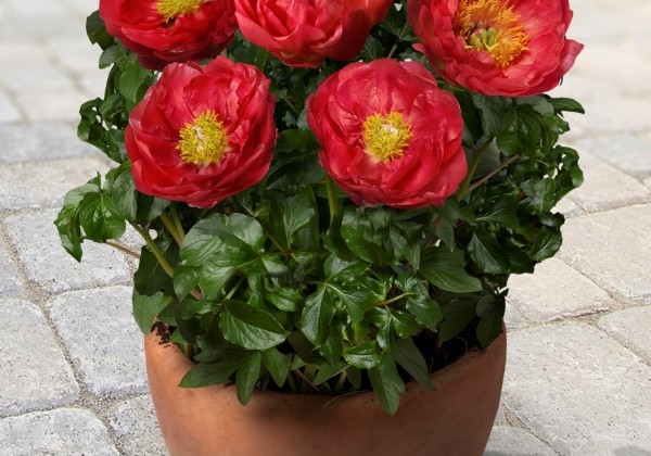 Paeonia (podu) Patio Peony Moscow 3/5