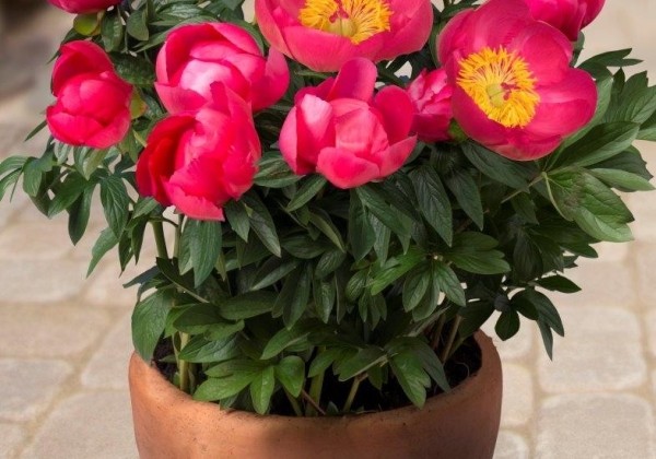 Paeonia (podu) Patio Peony Oslo 3/5