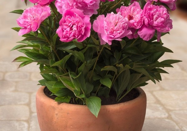 Paeonia (podu) Patio Peony™ Rome 3/5