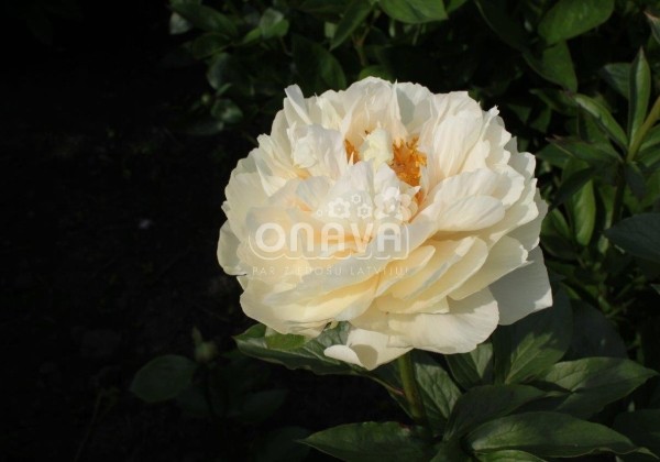 Paeonia hybride Pastelelegance 3/5