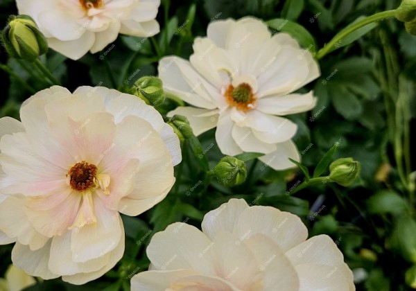 Ranunculus asiaticus Butterfly Keramos
