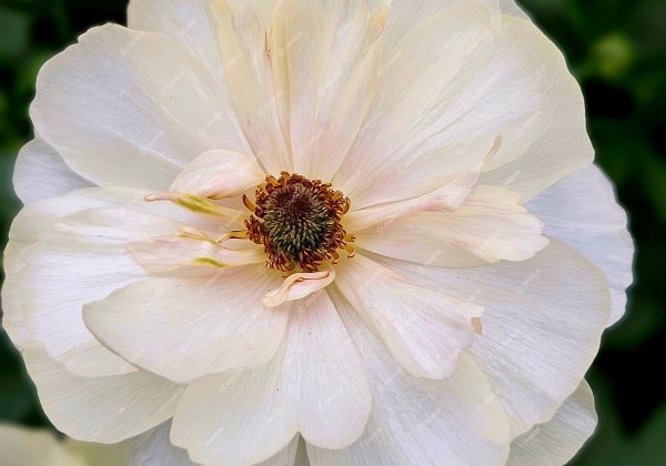 Ranunculus asiaticus Butterfly Keramos