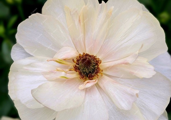 Ranunculus asiaticus Butterfly Keramos