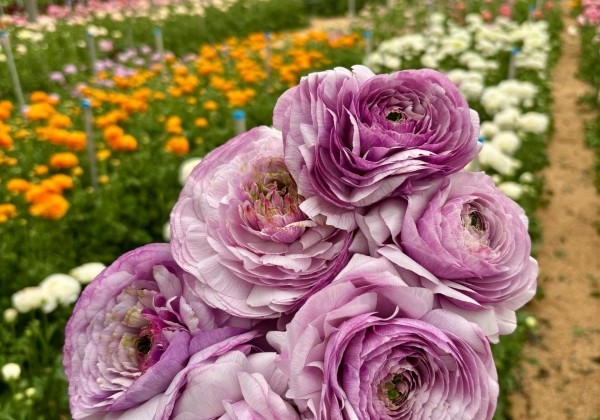 Ranunculus asiaticus Romance Gascogne
