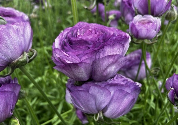 Ranunculus asiaticus Romance Gascogne