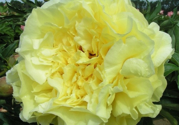 Paeonia intersectional Duchesse de Lorraine 5/+
