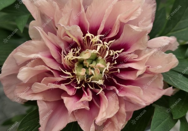 Paeonia intersectional Caroline Constabel 3/5