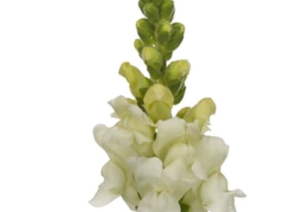 Antirrhinum majus Animation White Imp