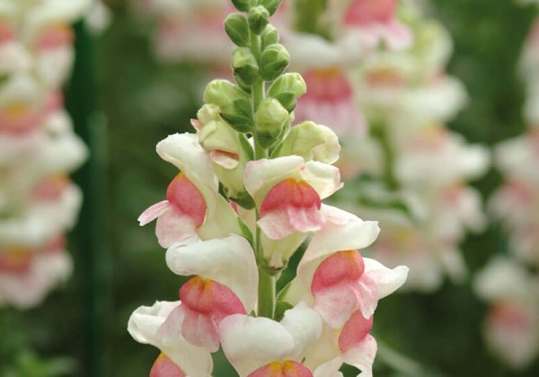 Antirrhinum majus Potomac Appleblossom