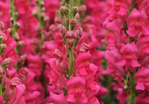 Antirrhinum majus Potomac Cherry Rose