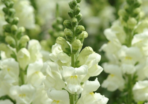 Antirrhinum majus Potomac Ivory White