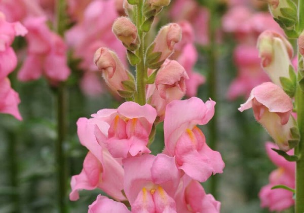 Antirrhinum majus Potomac Pink