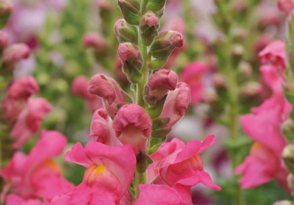 Antirrhinum majus Potomac Rose