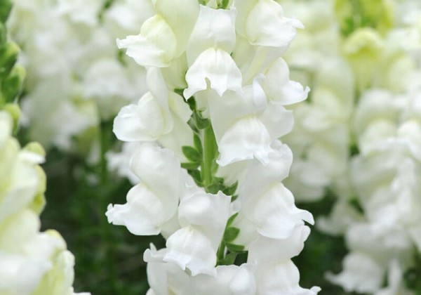 Antirrhinum majus Potomac White