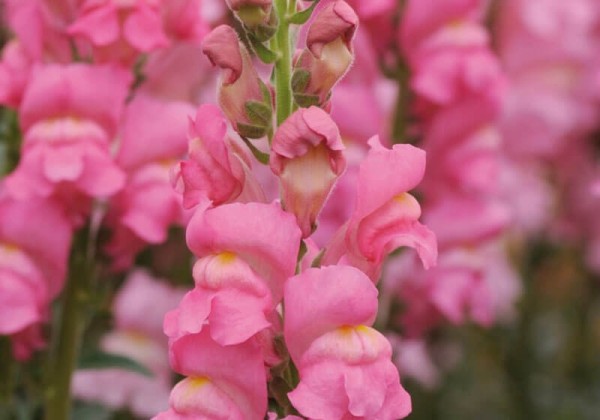Antirrhinum majus Potomac Early Rose
