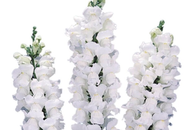Antirrhinum majus Potomac Early White