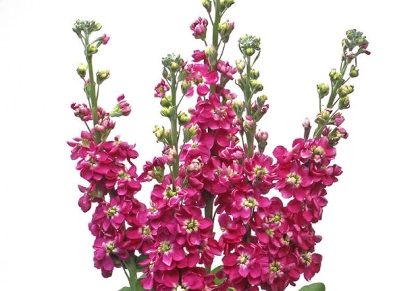 Matthiola incana Centum Deep Rose