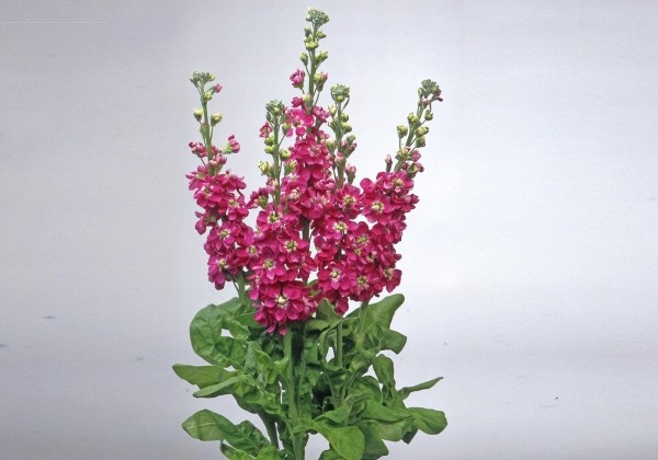 Matthiola incana Centum Rose