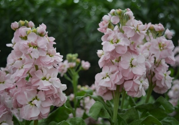Matthiola incana Centum Soft Pink