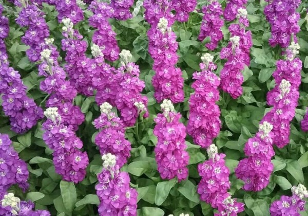 Matthiola incana Centum Violet