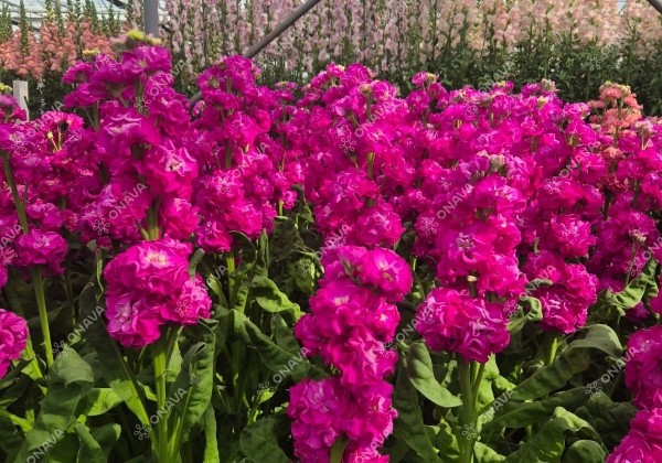 Matthiola incana Stox Deep Rose