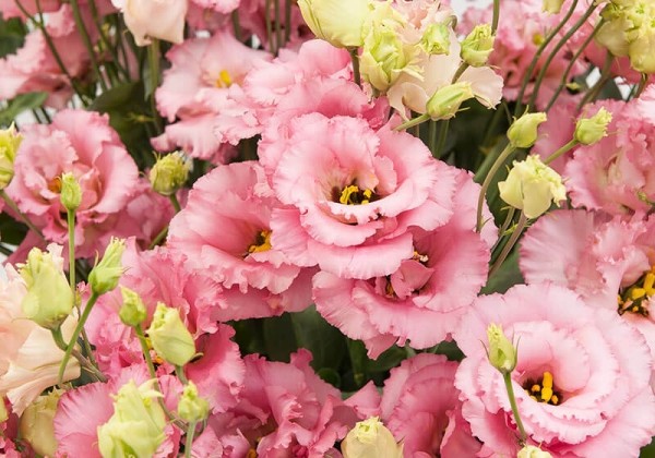 Lisianthus russelianum Alissa Pink