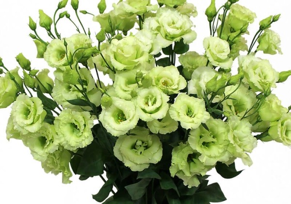 Lisianthus russelianum Alissa Green