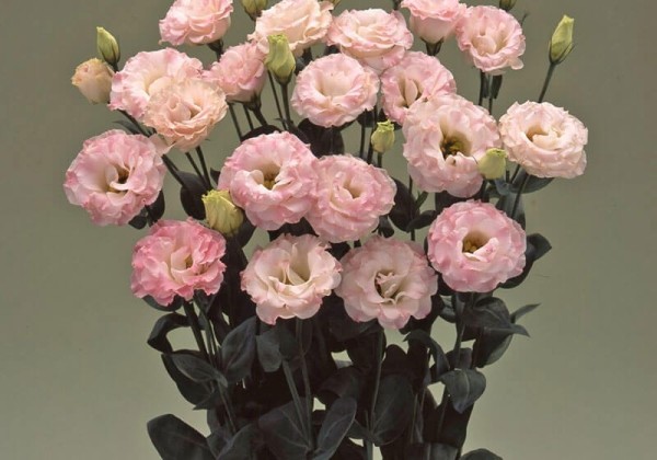 Lisianthus russelianum Arena III Pink Flash