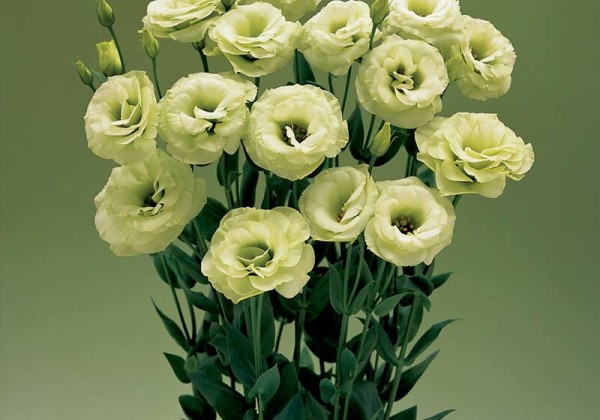 Lisianthus russelianum Arena Green