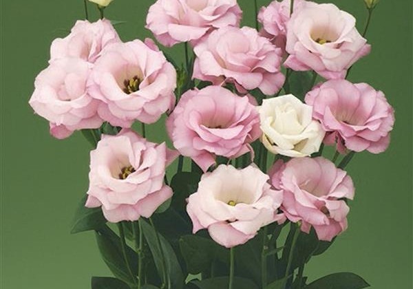 Lisianthus russelianum Arena Light Pink I