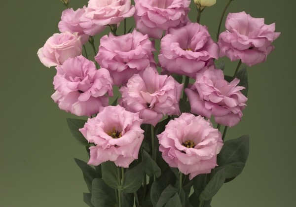 Lisianthus russelianum Arena Hot Pink III