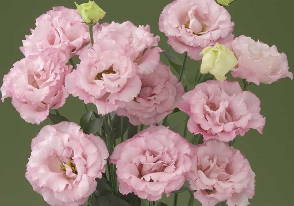 Lisianthus russelianum Corelli Pink 1