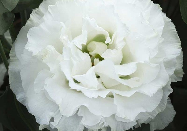 Lisianthus russelianum Corelli White Imp 2