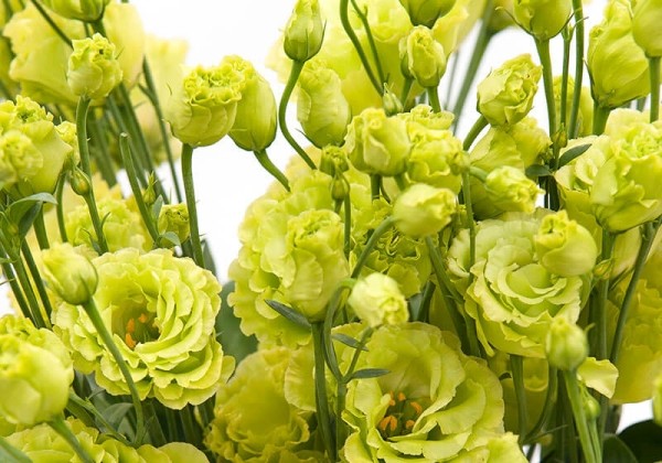 Lisianthus russelianum Rosanne Green