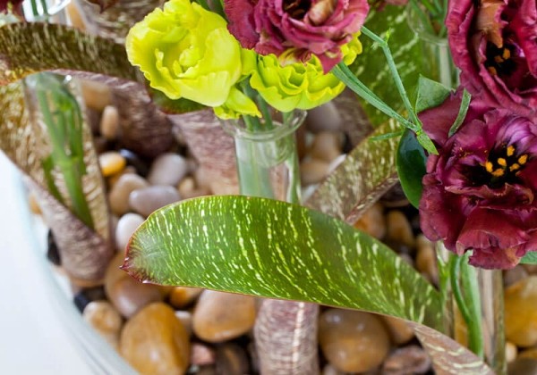 Lisianthus russelianum Rosanne Green Deep Brown