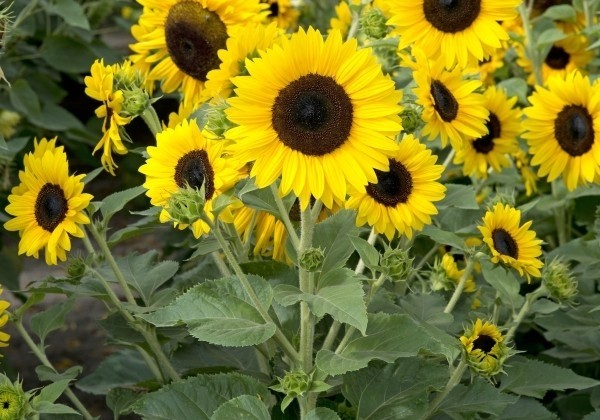 Helianthus annuus Dancing Sun