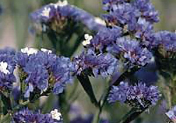 Limonium sinuatum Qis Pale Blue