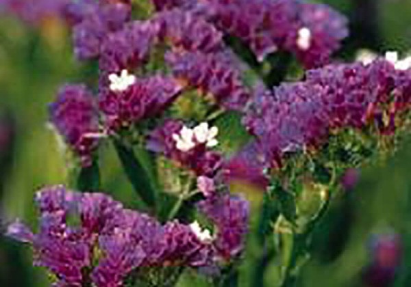 Limonium sinuatum Qis Dark Blue