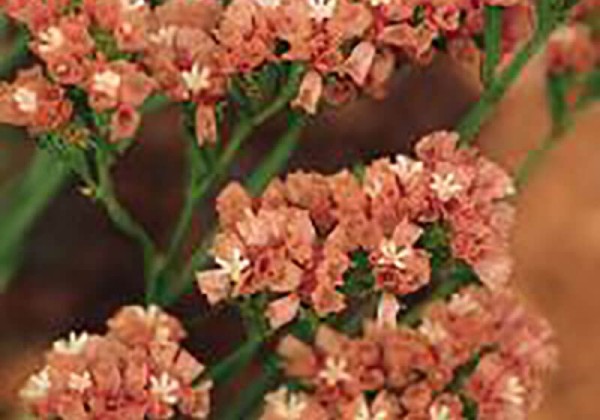 Limonium sinuatum Qis Apricot