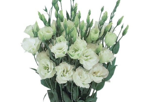 Lisianthus russelianum Super Magic Light Green