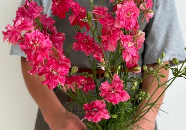 Delphinium consolida Qis Carmine