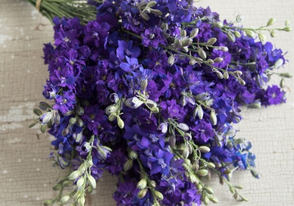 Delphinium consolida Qis Dark Blue